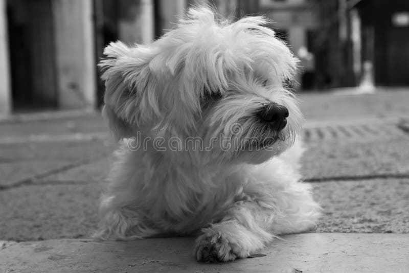 Liten vit hund fotografering för bildbyråer. Bild av envis - 33950907