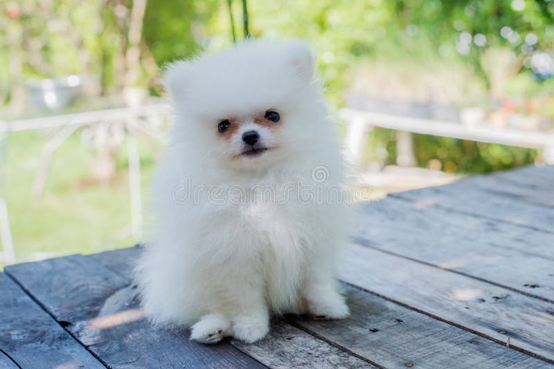 Liten vit pomeranian hund fotografering för bildbyråer. Bild av gulligt