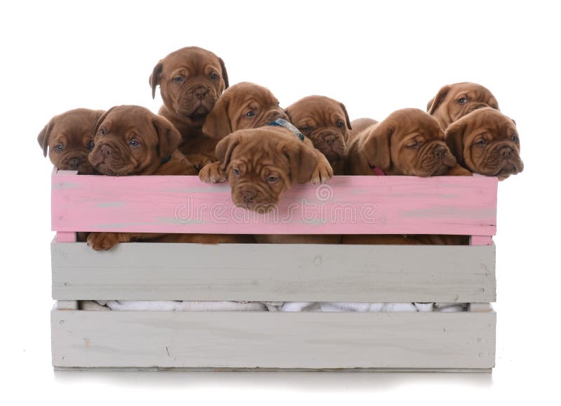Litera de nueve perritos fotografía de archivo Litera de nueve perritos fotografía de archivo