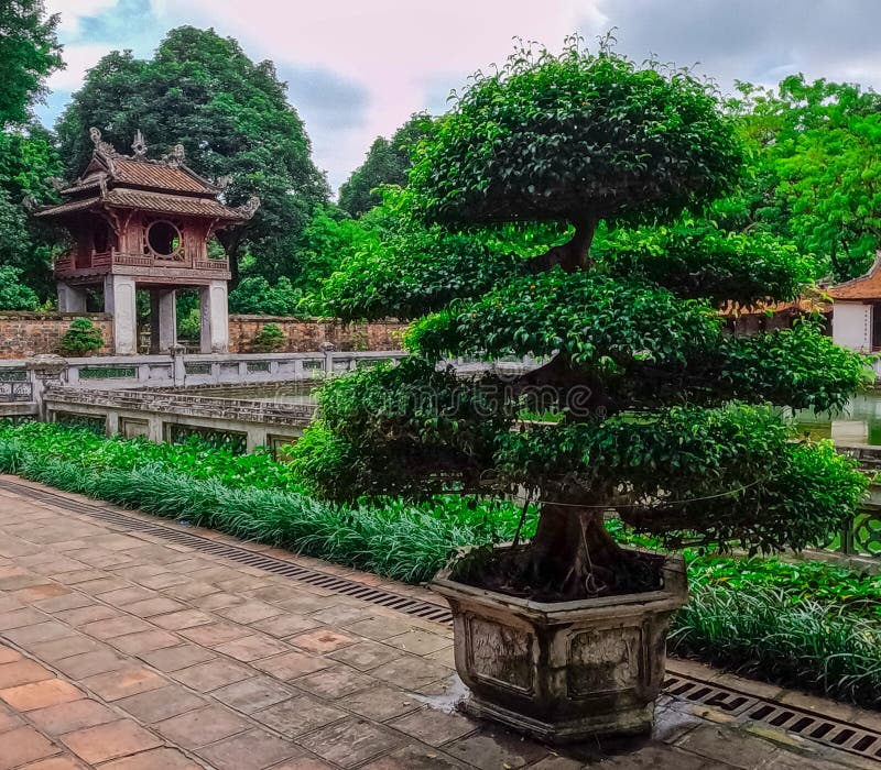 Premium Photo  Banzai tree in front of a bricks wall and a chinese window  in hanoï