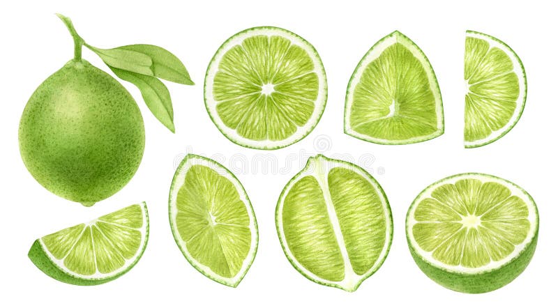 Literă întreagă de lămâie, tăiată separat pe partea superioară a fundului alb, vedere exotică de citrice. alimente digitale halieu stock illustration