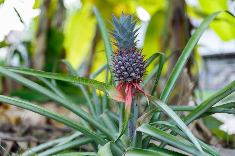Litet behandla som ett barn ananas som växer på en växt i trädgården arkivfoton Litet behandla som ett barn ananas som växer på en växt i trädgården arkivfoton