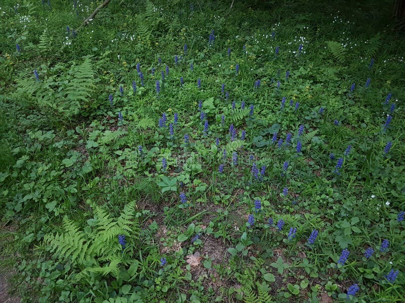 Litet blått vårblommor och gräs på i pinjeskog på aftontid Fotografi med grön bakgrund royaltyfri foto Litet blått vårblommor och gräs på i pinjeskog på aftontid Fotografi med grön bakgrund royaltyfri foto
