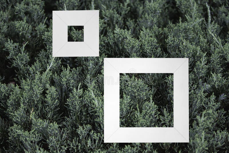 Litet grönt buskeslut upp bakgrundstexturbakgrunden med vit arkivfoto Litet grönt buskeslut upp bakgrundstexturbakgrunden med vit arkivfoto