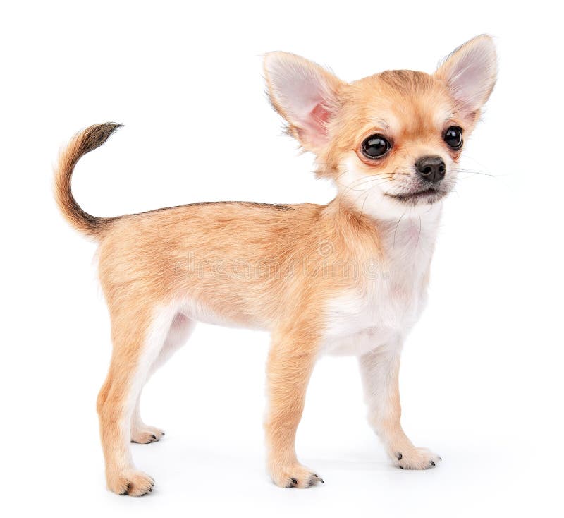 Litet gulligt chihuahuavalpanseende på vit arkivfoton