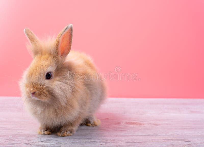 Litet ljust - brun kaninblick på kameran och stag på den gråa trätabellen med rosa bakgrund arkivbild Litet ljust - brun kaninblick på kameran och stag på den gråa trätabellen med rosa bakgrund arkivbild