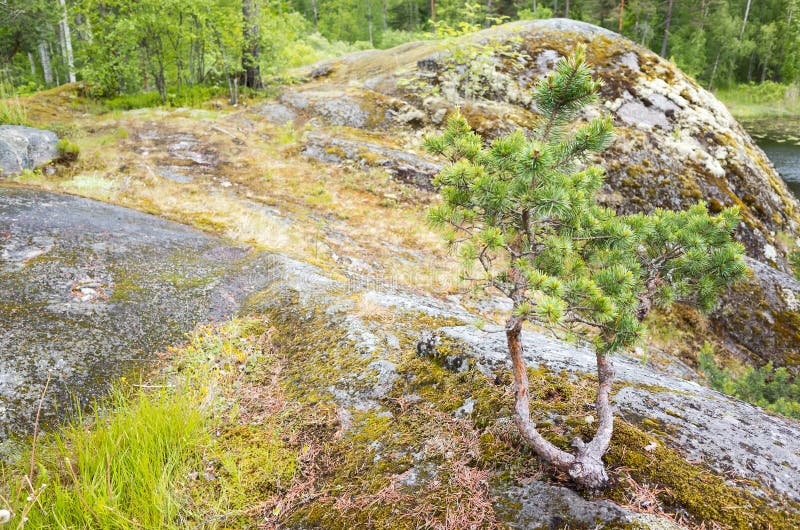 Download Litet Sörja Trädet Och Grönt Gräs Fotografering för Bildbyråer - Bild av inget, europeiskt: 76702569