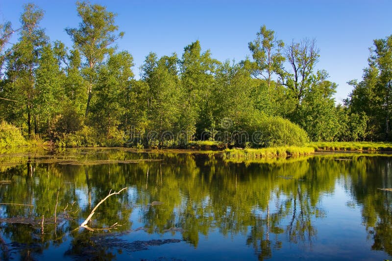 litet trä för lake royaltyfria foton litet trä för lake royaltyfria foton