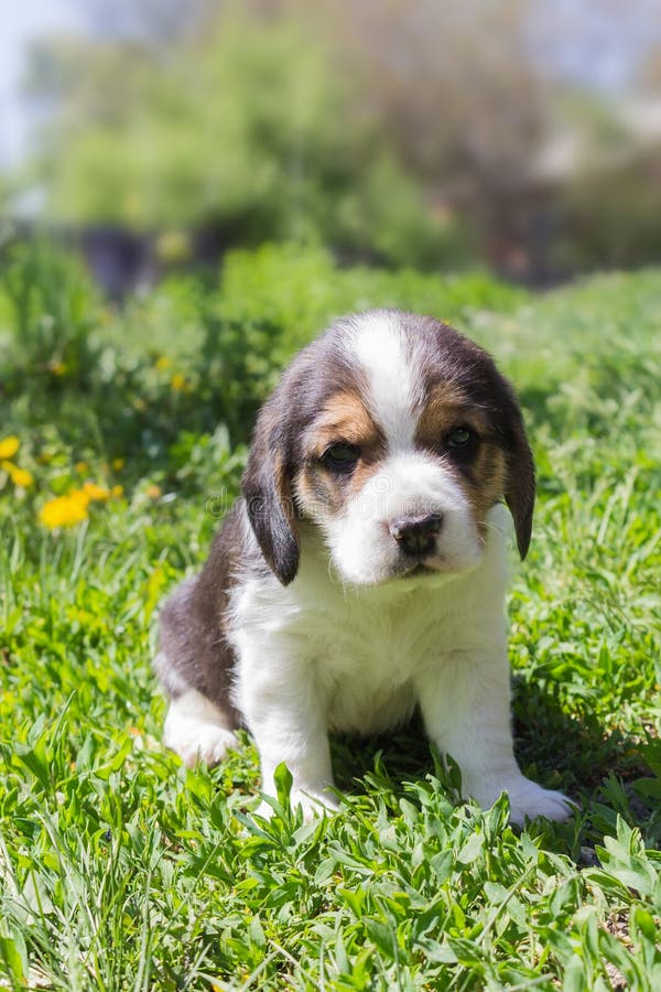 Litet valpbeaglesammanträde i gräs arkivbilder Litet valpbeaglesammanträde i gräs arkivbilder