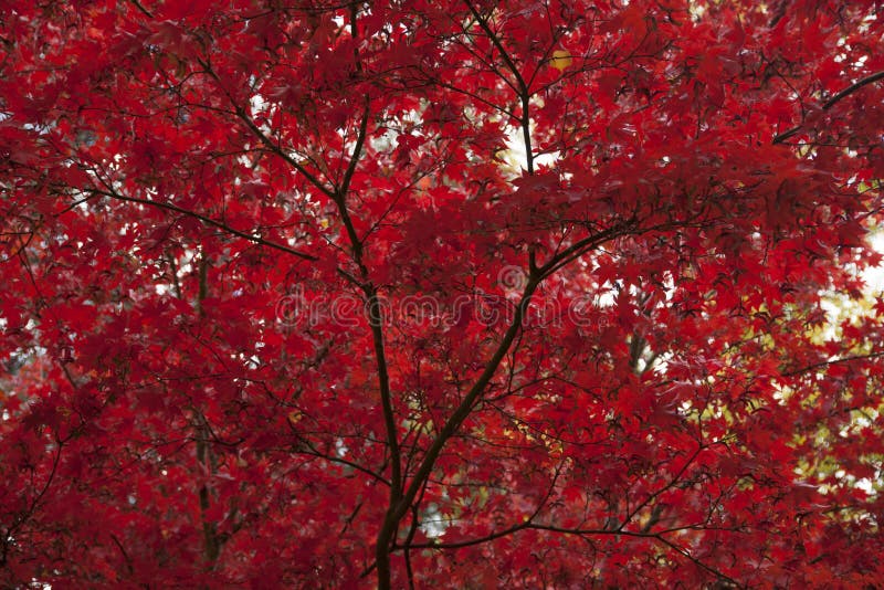 Download Lithia Park Ashland, Oregon Stock Afbeelding - Afbeelding bestaande uit bebost, boom: 54083771