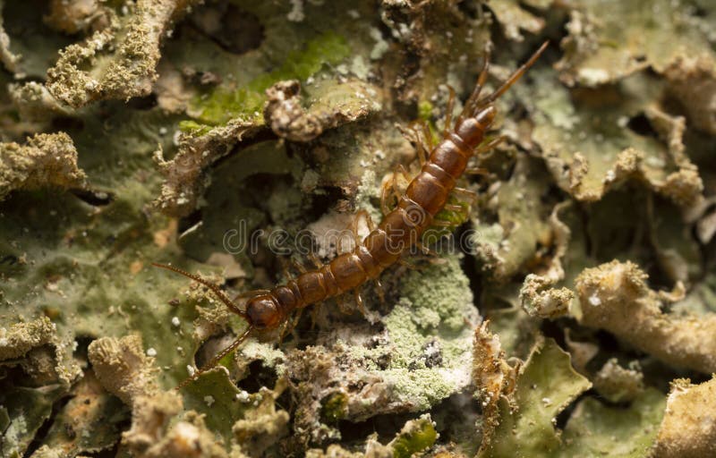 Lithobiidae centipede on lichen