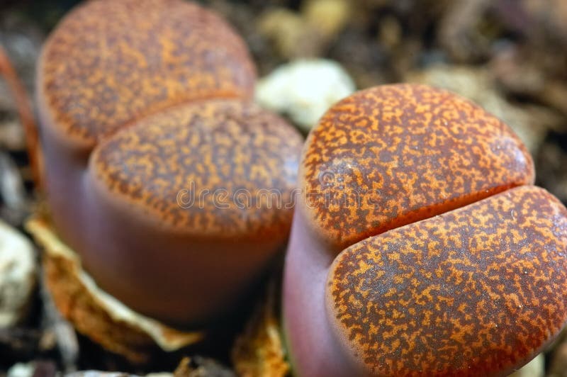 Lithops