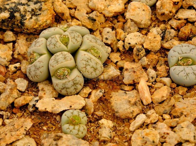 Lithops, суккулентный род необыкновенного похожего на утес завода, растя в баке питомника Эти succulents, также известные как жив стоковая фотография rf Lithops, суккулентный род необыкновенного похожего на утес завода, растя в баке питомника Эти succulents, также известные как жив стоковая фотография rf