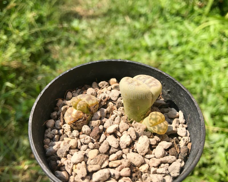 Lithopskarasmontana, het Leven stenen is germinatie, succulent op pot, cactus, cactussen, cactaceae, boom Droogte verdraagzame in stock foto Lithopskarasmontana, het Leven stenen is germinatie, succulent op pot, cactus, cactussen, cactaceae, boom Droogte verdraagzame in stock foto
