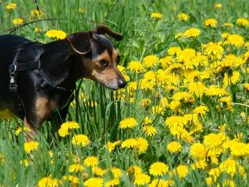 Litlle Dog on Glade in Dandelions Stock Image Image of head, hear