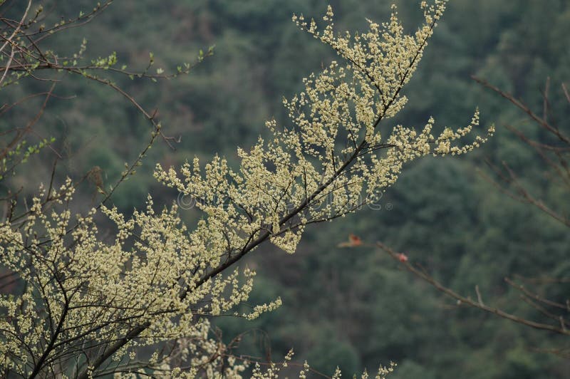 Small deciduous trees of fresh fragrant wood ginger, high 10m. Young branchlets pubescent; buds conical, brown pilose outside. Ye Husheng; petiole 1.5cm long; leaf ovate elliptic or oblong, long 7-14cm, wide 2.5-5cm, apex acuminate, basal cuneate slightly rounded, dark green above, glabrous, pink green below, pubescent, midrib slightly dense. Dioecious; umbels axillary, often clustered into 4 short shoots, each inflorescence with flowers 4-6, first leaf and leaf open or open at the same time; perianth lobes 6, yellow green or yellow white, elliptic, ca. 2mm; fertile stamens 9, filaments have yellow pilose, anther locules 4, are to 3-valved. Fruit globose, diameter 5-7mm, apex with a small tip, black when mature; length of fruit stalk 4mm, fruit is increased, with sparsely pubescent. The flowering period is 2-3 months, and the fruit period is September. Small deciduous trees of fresh fragrant wood ginger, high 10m. Young branchlets pubescent; buds conical, brown pilose outside. Ye Husheng; petiole 1.5cm long; leaf ovate elliptic or oblong, long 7-14cm, wide 2.5-5cm, apex acuminate, basal cuneate slightly rounded, dark green above, glabrous, pink green below, pubescent, midrib slightly dense. Dioecious; umbels axillary, often clustered into 4 short shoots, each inflorescence with flowers 4-6, first leaf and leaf open or open at the same time; perianth lobes 6, yellow green or yellow white, elliptic, ca. 2mm; fertile stamens 9, filaments have yellow pilose, anther locules 4, are to 3-valved. Fruit globose, diameter 5-7mm, apex with a small tip, black when mature; length of fruit stalk 4mm, fruit is increased, with sparsely pubescent. The flowering period is 2-3 months, and the fruit period is September.