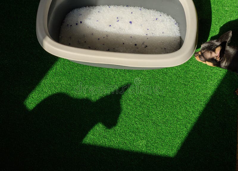 Litter Box with Sand on Bathroom Floor Stock Image Image of indoors