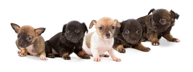 Litter of mixed breed puppies