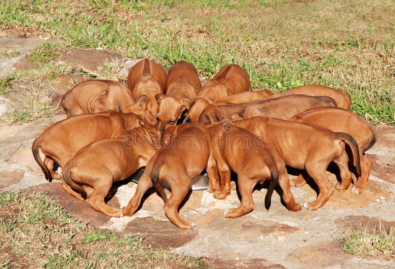 A litter of thirteen purebred Rhodesian Ridgeback hound dog puppies feeding outdoors. Rhodesian puppies stock images, royalty-free photos and pictures