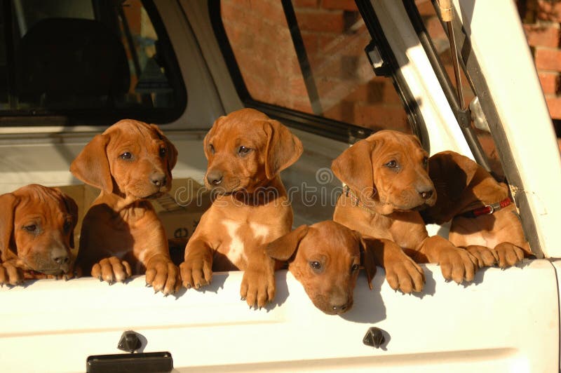 Litter of puppies royalty free stock photo Litter of puppies royalty free stock photo