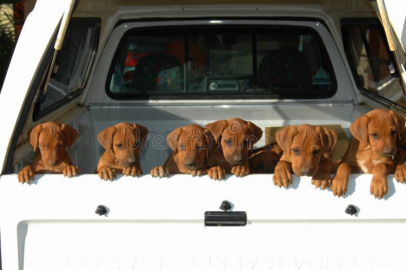 A beautiful litter of African Rhodesian Ridgeback hound dog puppies with cute expression in the faces standing in a pickup car and watching other dogs in the backyard outdoors. Rhodesian puppies stock images, royalty-free photos and pictures