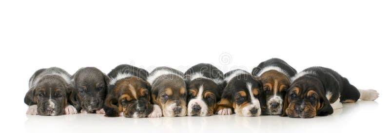 Litter of puppies - eight basset hound puppies laying down lined up in a row - 3 weeks old