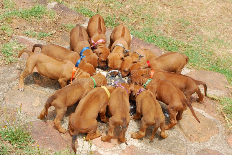 Thirteen purebred Rhodesian Ridgeback hound dog puppies feeding in a circle outdoors. Rhodesian puppies stock images, royalty-free photos and pictures