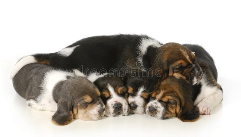 Litter of puppies - 3 week old basset hound puppies sleeping on white background