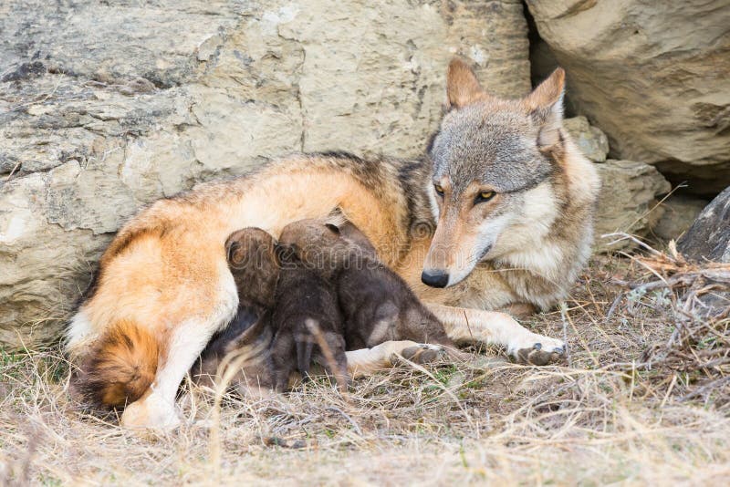 Litter of Wolf Pups Nursing on Mother Stock Photo Image of wolf