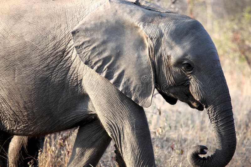Little African Baby Elephant Walking Along the Savannah Stock Image