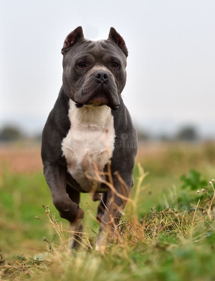 Premium Photo  English bulldog and american bully playing in the meadow..