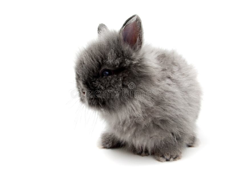 Little Angora bunny 2