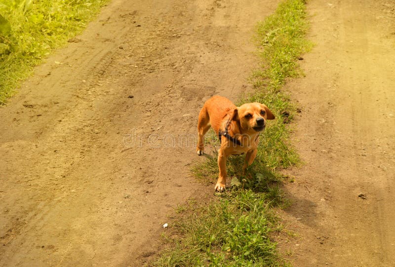 Little angry red dog stands on the road and looks aggressively, outdoors on a summer day royalty free stock photos Little angry red dog stands on the road and looks aggressively, outdoors on a summer day royalty free stock photos