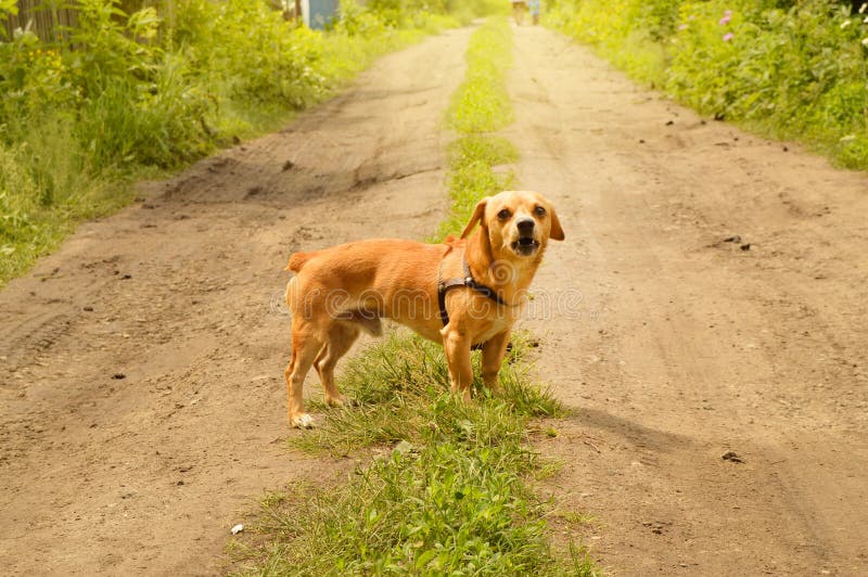 Little angry red dog stands on the road and looks aggressively, outdoors on a summer day stock images Little angry red dog stands on the road and looks aggressively, outdoors on a summer day stock images