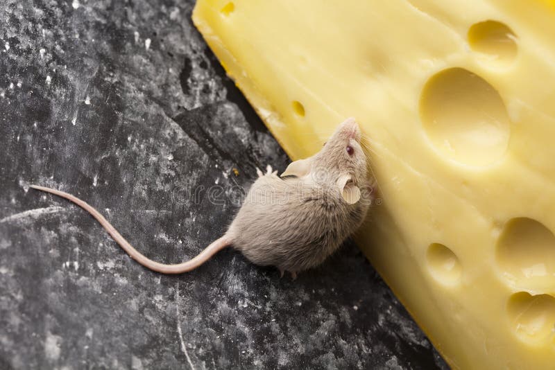 Little animal mouse stock photo. Image of cute, dairy 10879376