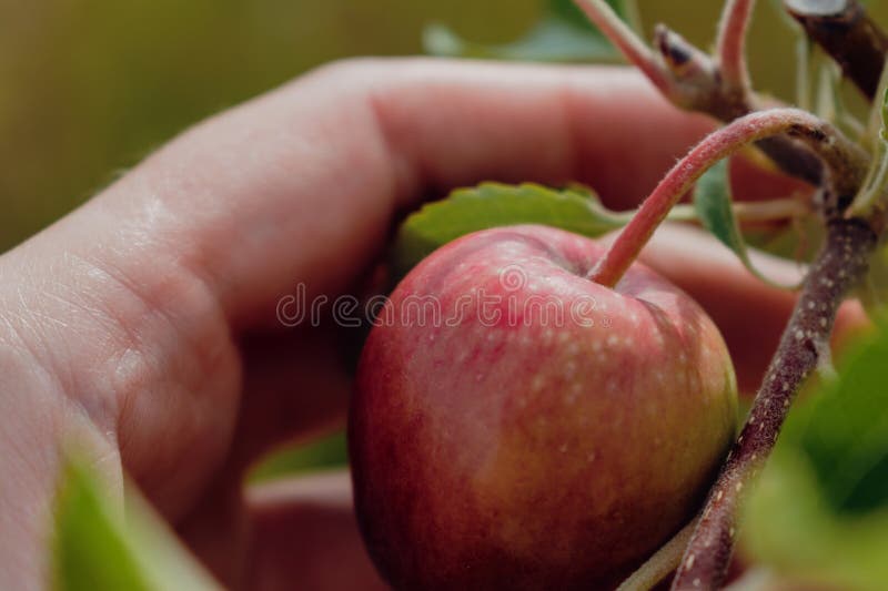 Mere mici care cresc pe măr într-o livadă sănătoasă și naturală, cu pomum alimentar natural royalty free stock images