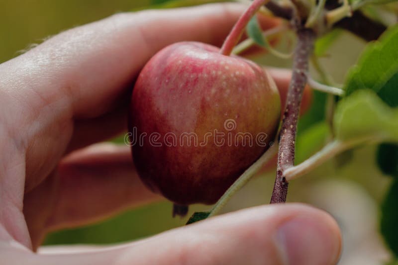 Mere mici care cresc pe măr într-o livadă sănătoasă și naturală, cu pomum alimentar natural royalty free stock image