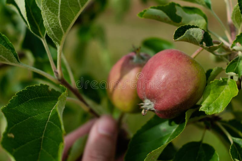 Mere mici care cresc pe măr într-o livadă sănătoasă și naturală, cu pomum alimentar natural royalty free stock photo