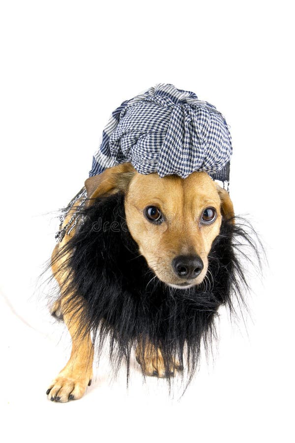 Arab dog stock image. Image of hound, mammal, saluki - 29815133
