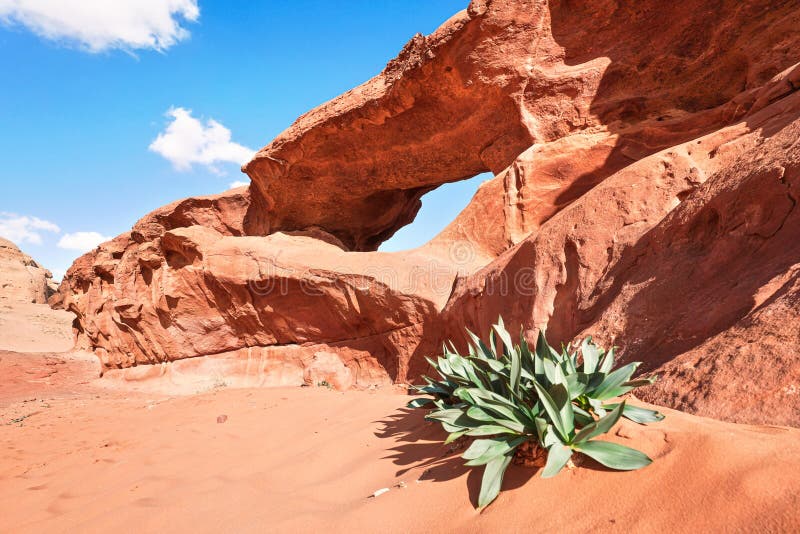 Little arc or small rock window formation in Wadi Rum desert, bright sun shines on red dust and rocks, Sea squill plant