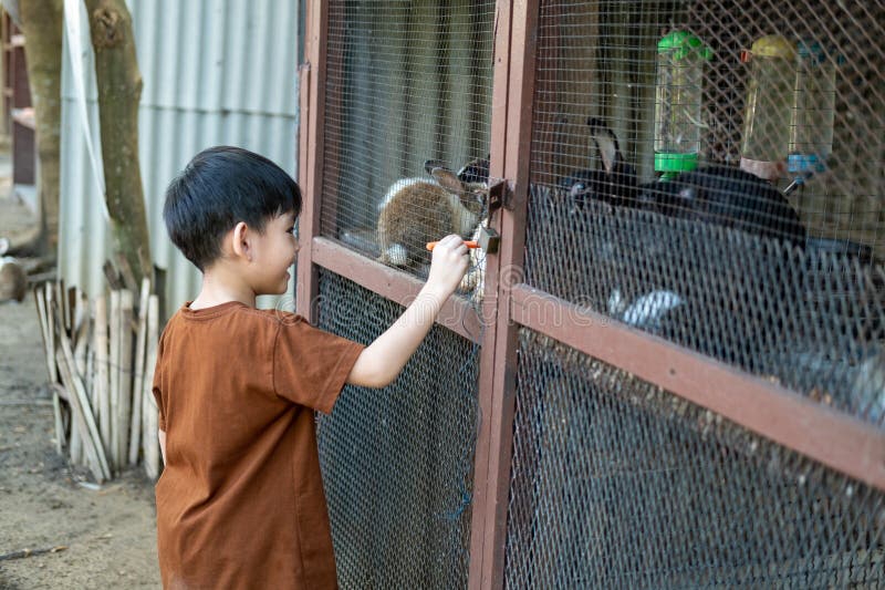 A little Asian boy is bringing carrots to a rabbit in a cage royalty free stock photo