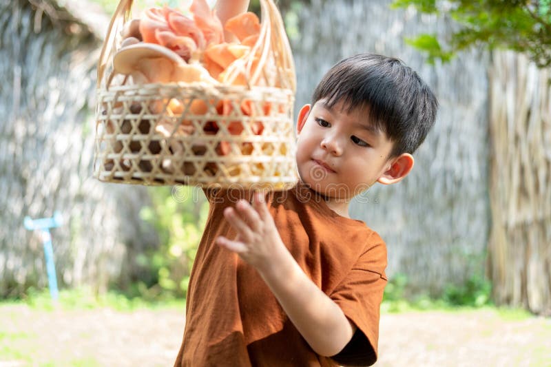 A little Asian boy is holding a basket of mushrooms.. with mushrooms in the basket stock photos