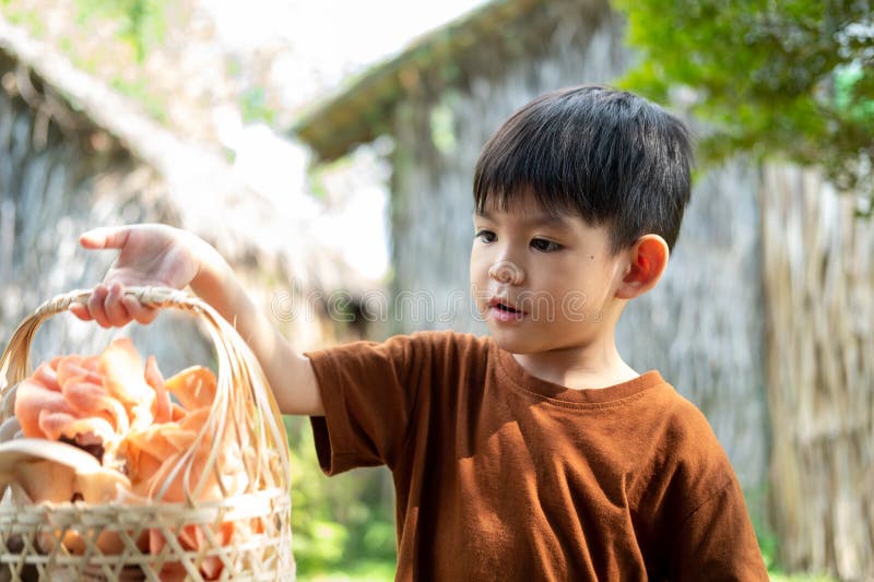 A little Asian boy is holding a basket of mushrooms.. with mushrooms in the basket royalty free stock photography