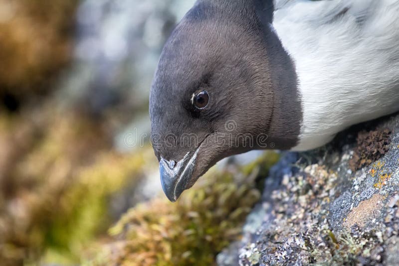 Little auk (dovekey, Alle alle) royalty free stock photo Little auk (dovekey, Alle alle) royalty free stock photo