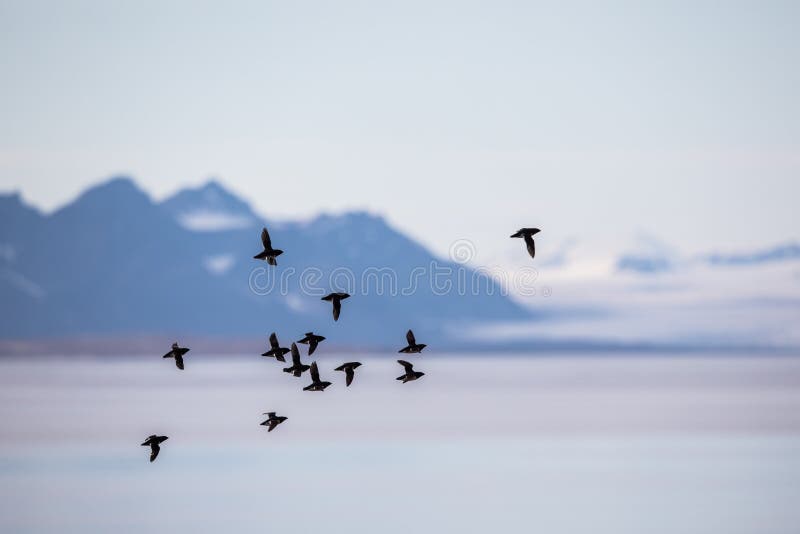Little auks, Alle alle, flying in a flock in Spitsbergen, Svalbard, Norway royalty free stock images Little auks, Alle alle, flying in a flock in Spitsbergen, Svalbard, Norway royalty free stock images