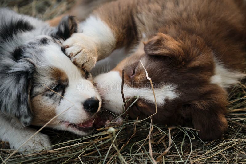 Australian Shepherd Puppies Have Fun Outside in Countryside. Shepherd Kennel. Blue Merle and Red Tricolor Gnaw Yummy Image - Image of cute, nature: 234800843