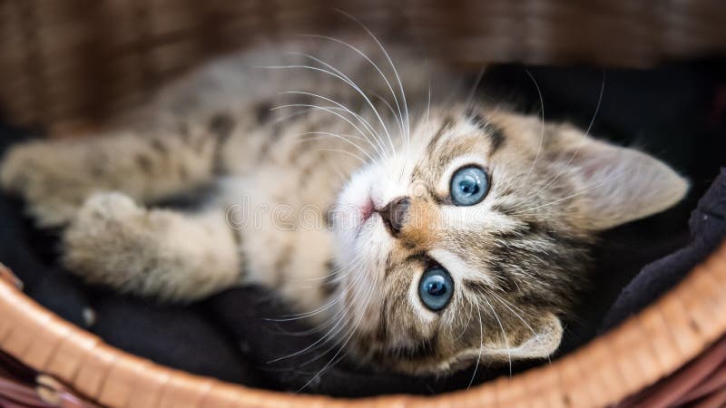 Little baby cat in basket stock image. Image of cute - 87379403