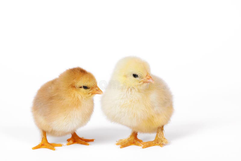 Little baby chicken stock photo. Image of bird, chicken 22544944