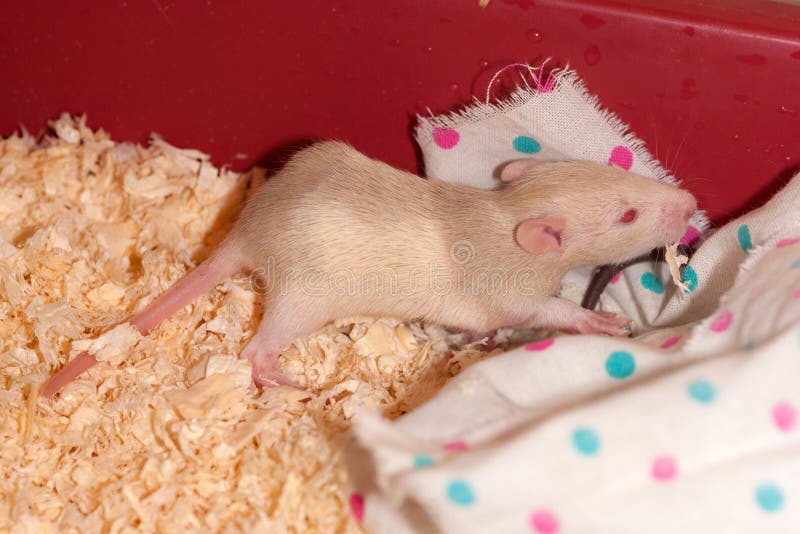 575 Sawdust Animals Stock Photos Free & RoyaltyFree Stock Photos