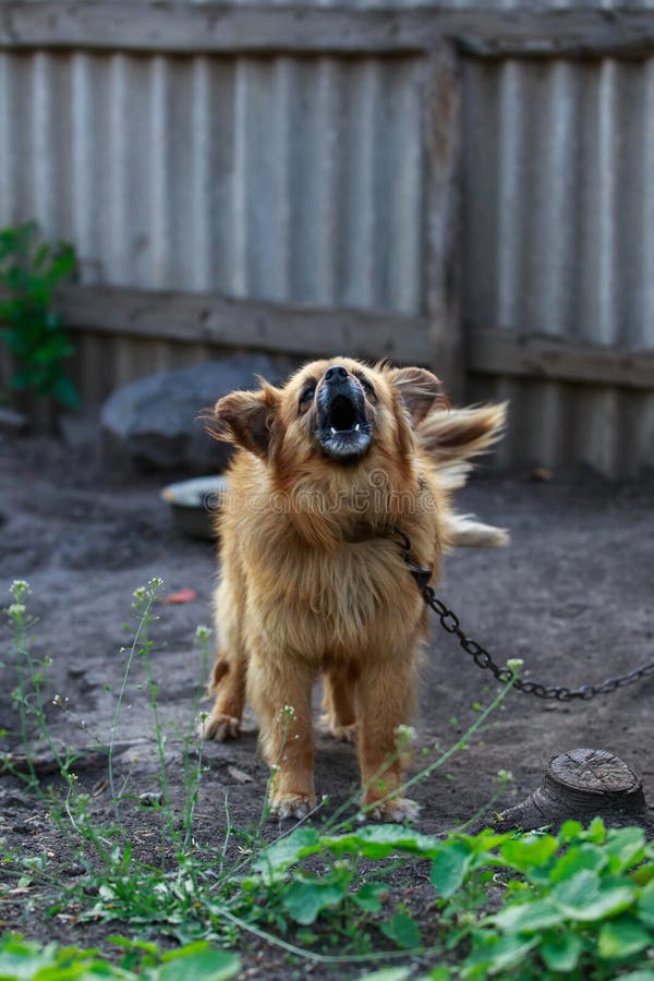 Little Barking Ginger Dog Outdoors Stock Image Image of friend, outdoor 191621437